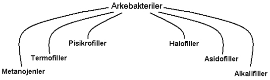Arke Bakteriler Arke Bakteriler