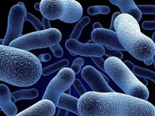rkl Bakteriler