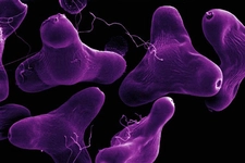 Bakteri Çeşitleri Nelerdir?