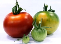 Bakterilerin Biyoteknolojide Kullanım Alanları Nelerdir?