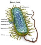 Biyoloji Bakteriler Nelerdir?