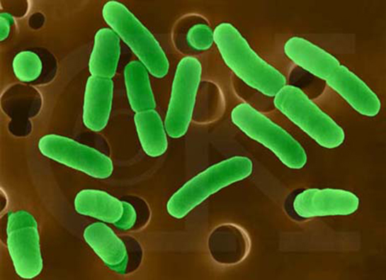 Aerob Bakteriler Özellikleri ve Faydaları Nelerdir?