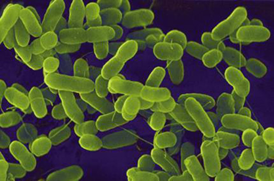 Bakteri Hastalklar