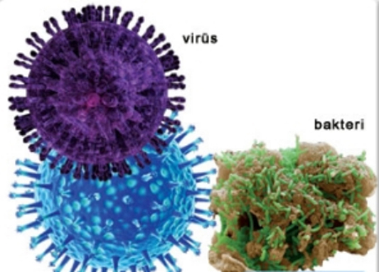 Bakteri ve Virsler