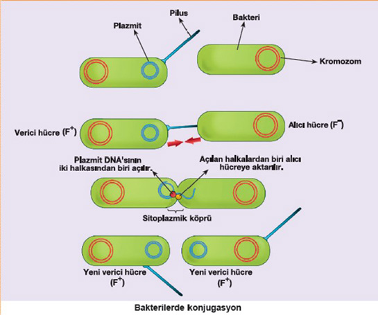 Bakterilerde Konjugasyon