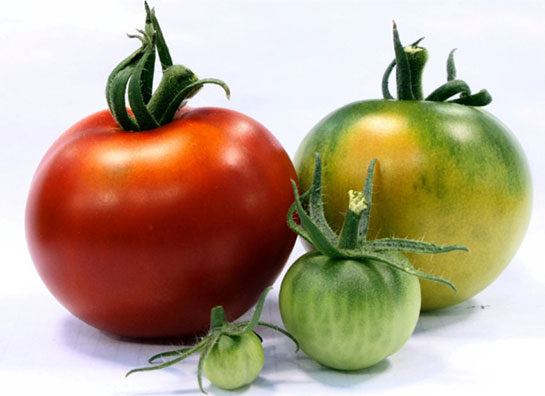 Bakterilerin Biyoteknolojide Kullanım Alanları Nelerdir?