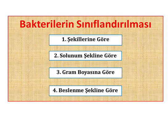 Bakterilerin Sınıflandırılması Nasıl Yapılır?