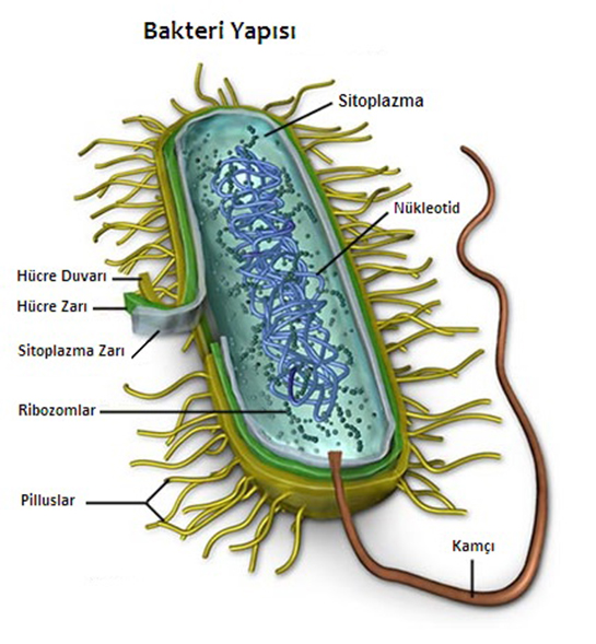 Biyoloji Bakteriler
