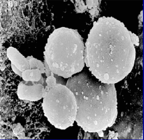 Maya Bakterileri Türleri ve Özellikleri