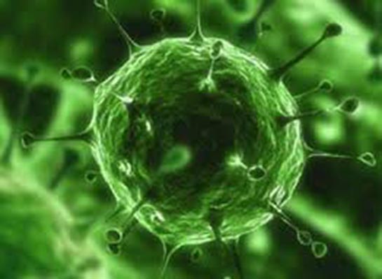 Ototrof Bakteriler Özellikleri ve Faydaları Nelerdir?