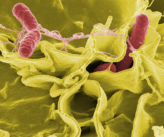 Salmonella Bakterisi