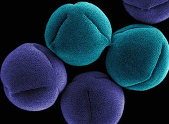 Saprofit Bakteriler Türleri ve Özellikleri